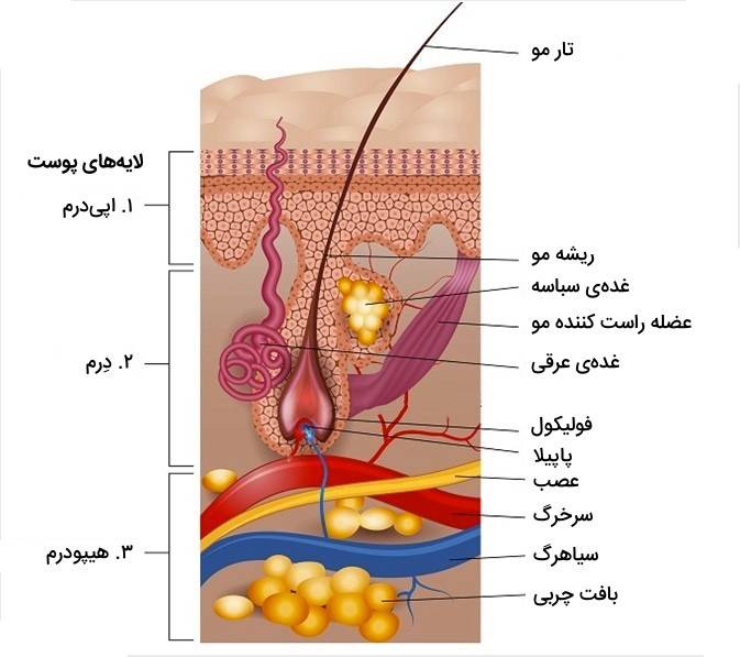 بهترین روش کاشت مو
